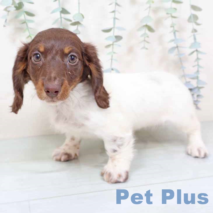 ミニチュア・ダックスフンド