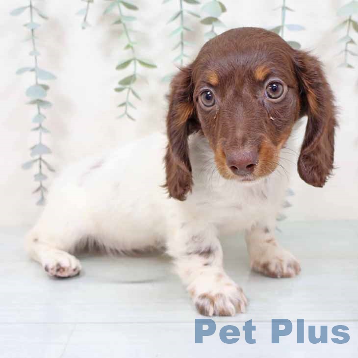 ミニチュア・ダックスフンドの写真2