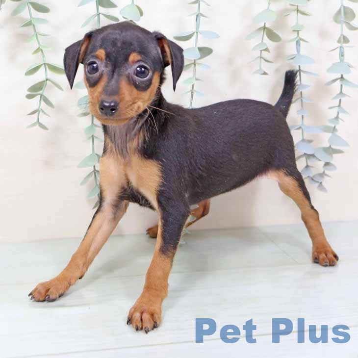 ミニチュア・ピンシャー