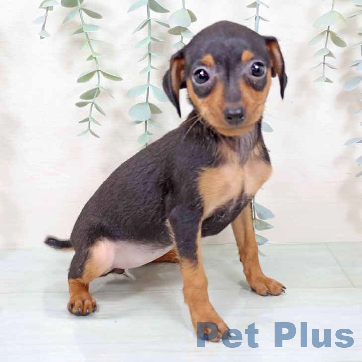 ミニチュア・ピンシャー