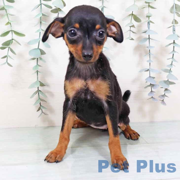 ミニチュア・ピンシャー