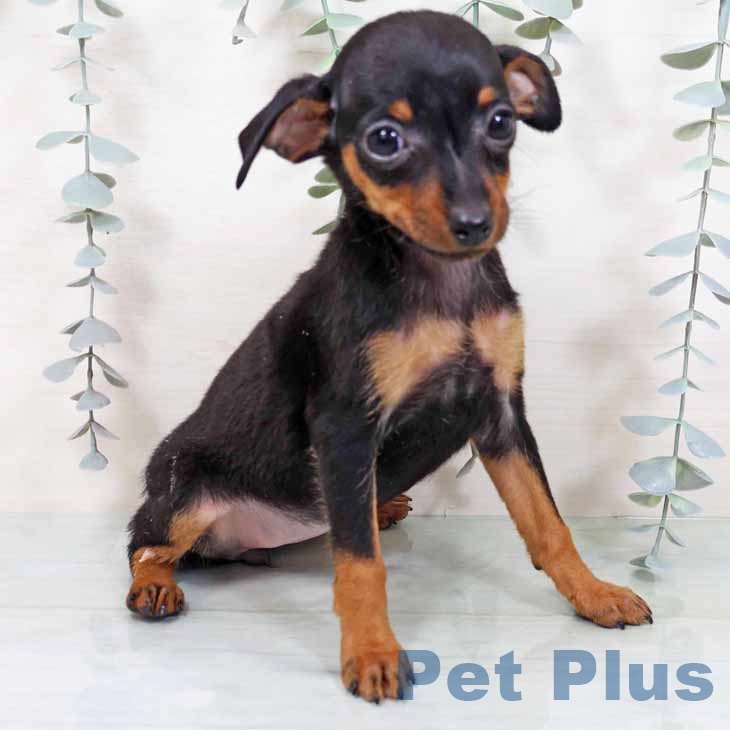 ミニチュア・ピンシャーの写真2