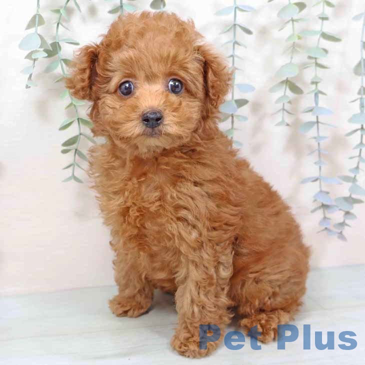 トイ・プードル