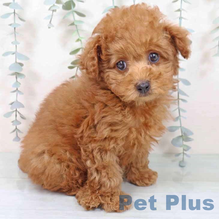 トイ・プードル