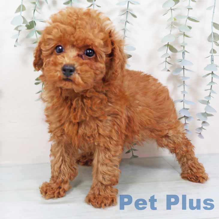 トイ・プードル