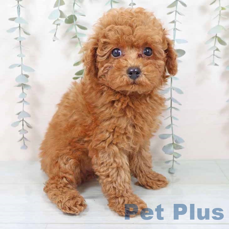 トイ・プードルの写真2