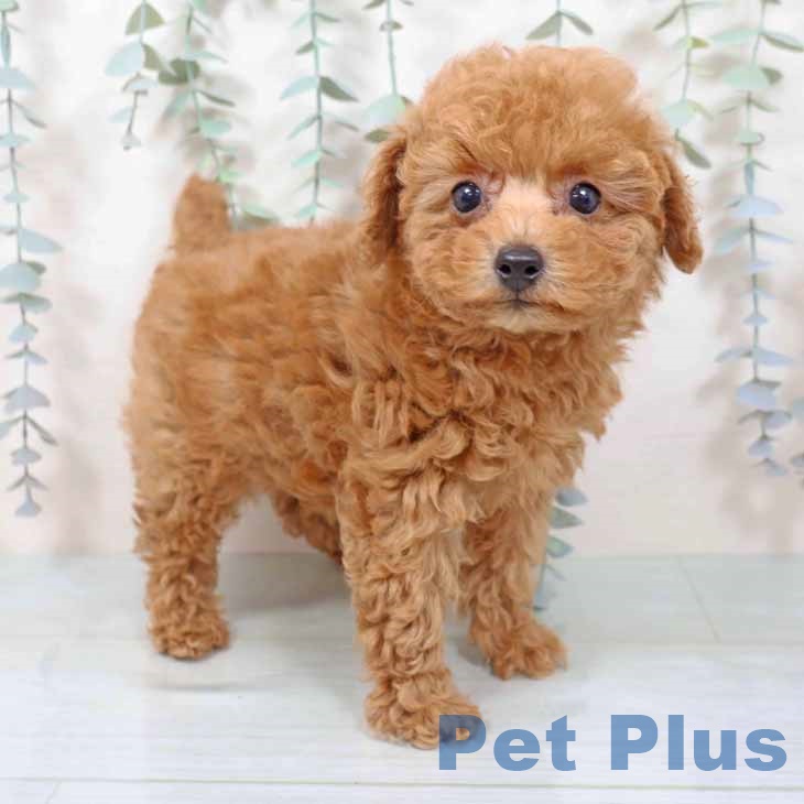 トイ・プードル