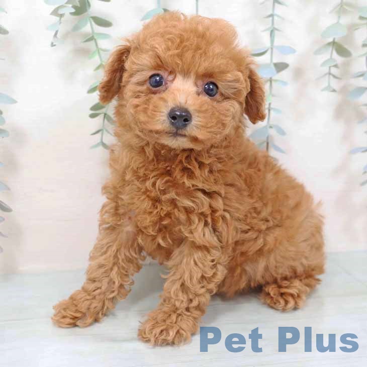 トイ・プードルの写真2