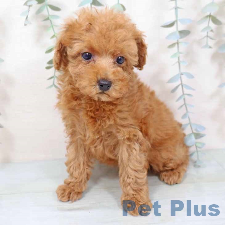 トイ・プードルの写真2