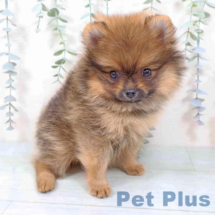 ポメラニアンの写真2