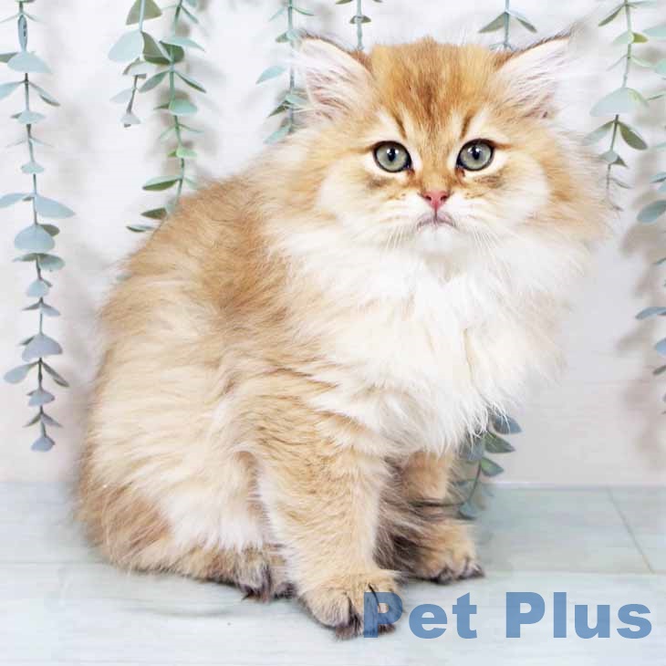 ブリティッシュロングヘア