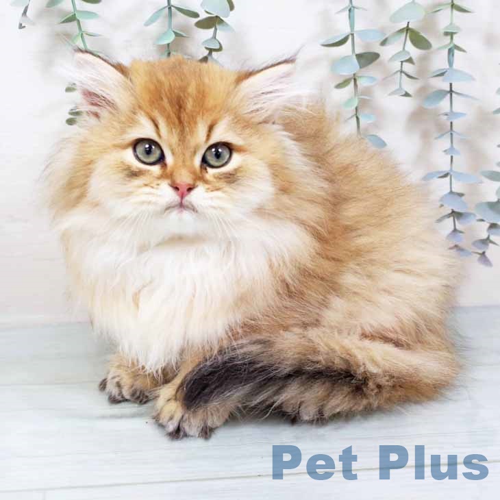 ブリティッシュロングヘアの写真2