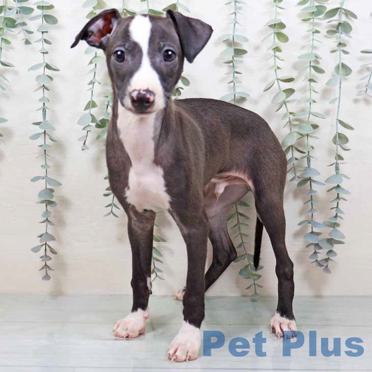 イタリアン・グレーハウンド