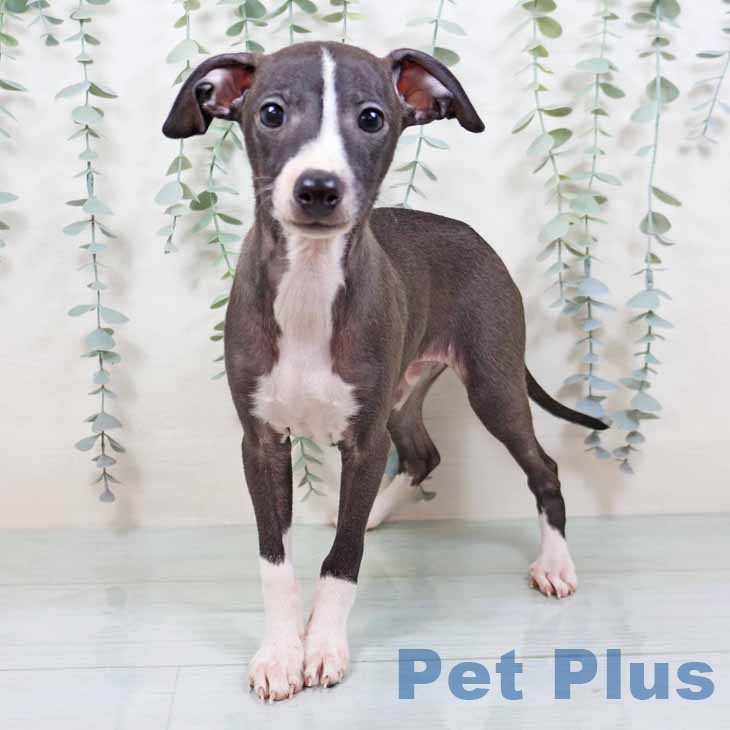 イタリアン・グレーハウンド