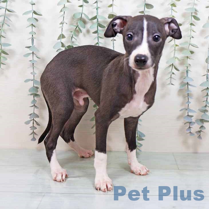 イタリアン・グレーハウンドの写真2