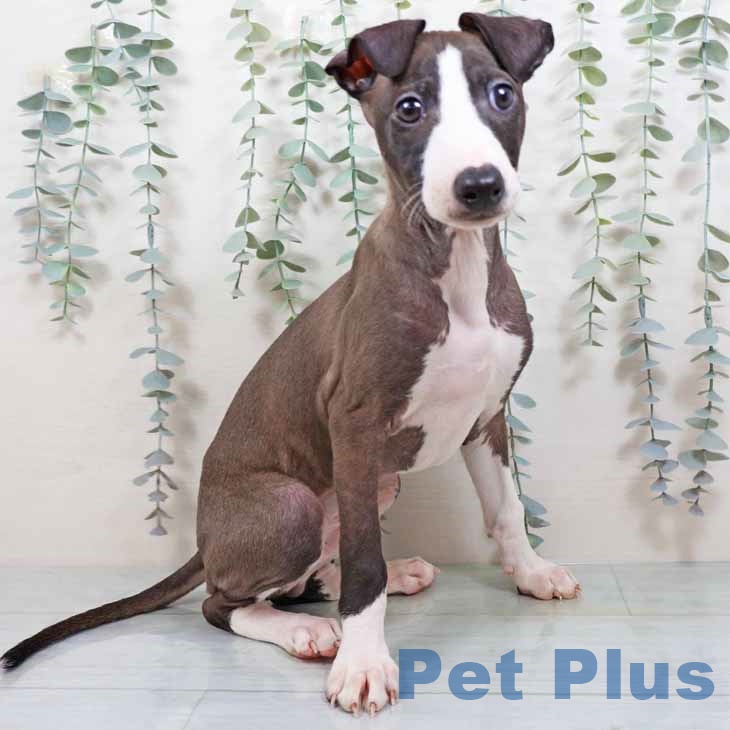 イタリアン・グレーハウンド