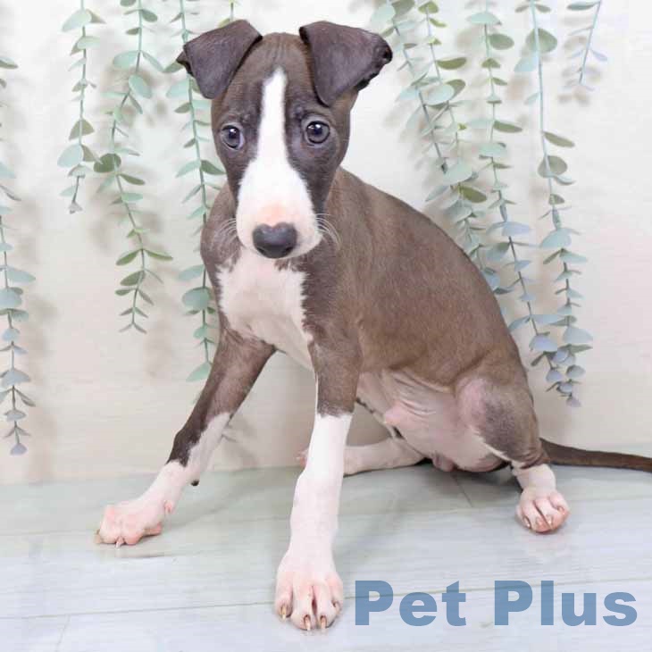 イタリアン・グレーハウンドの写真2