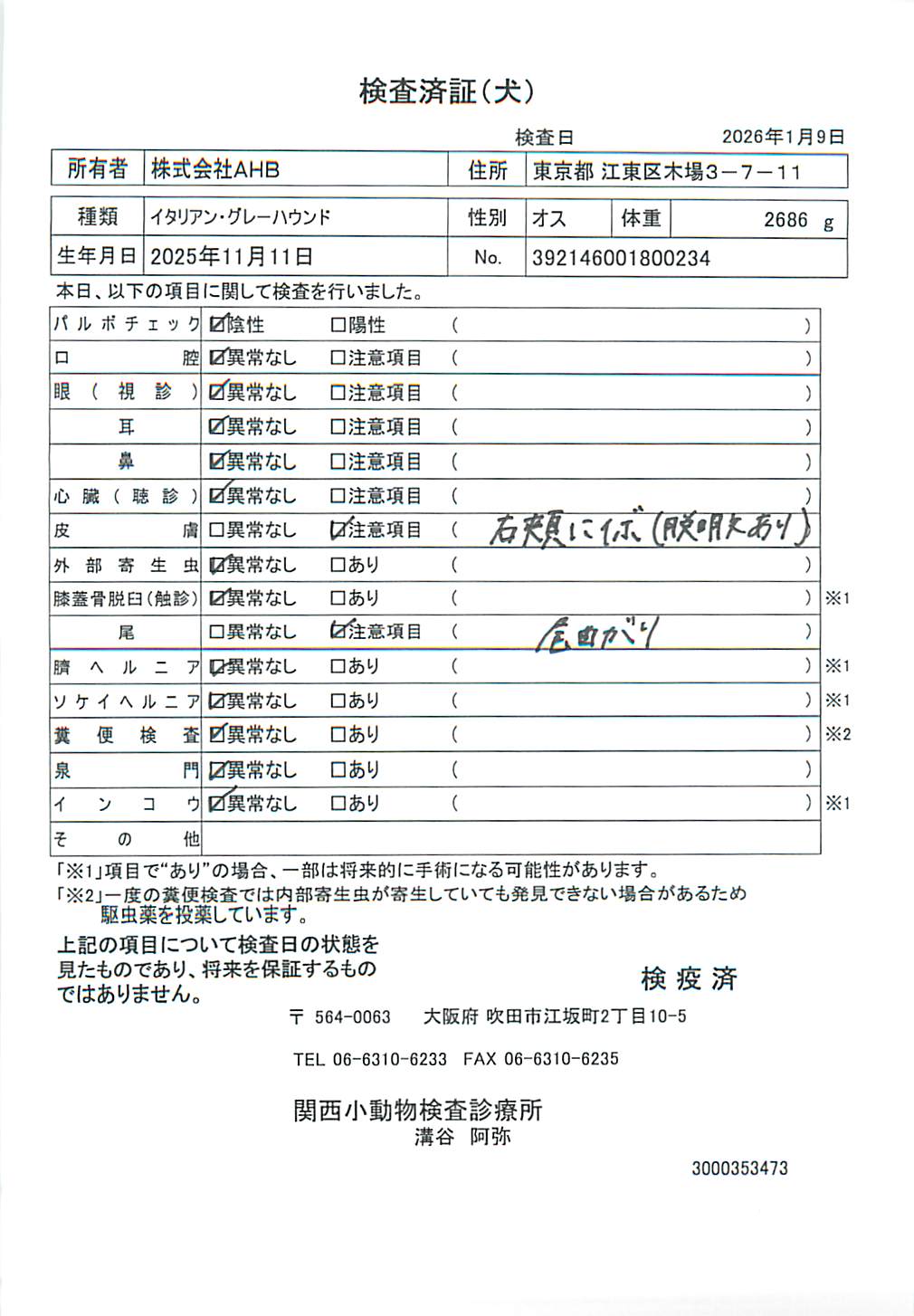 イタリアン・グレーハウンド