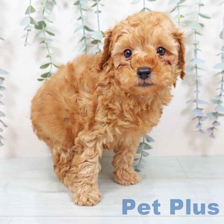 トイ・プードル