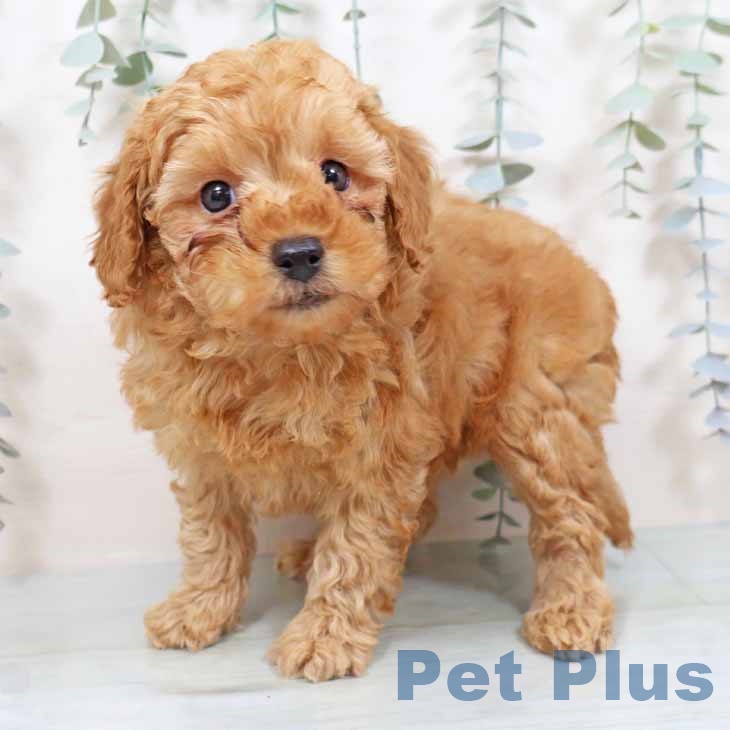 トイ・プードルの写真2