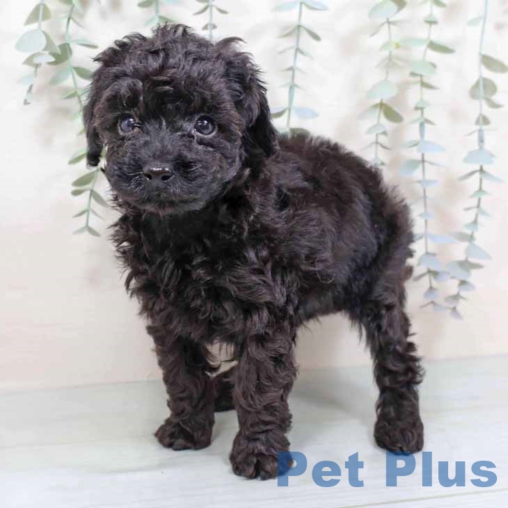 トイ・プードル