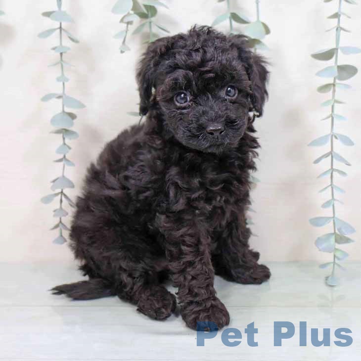 トイ・プードルの写真2