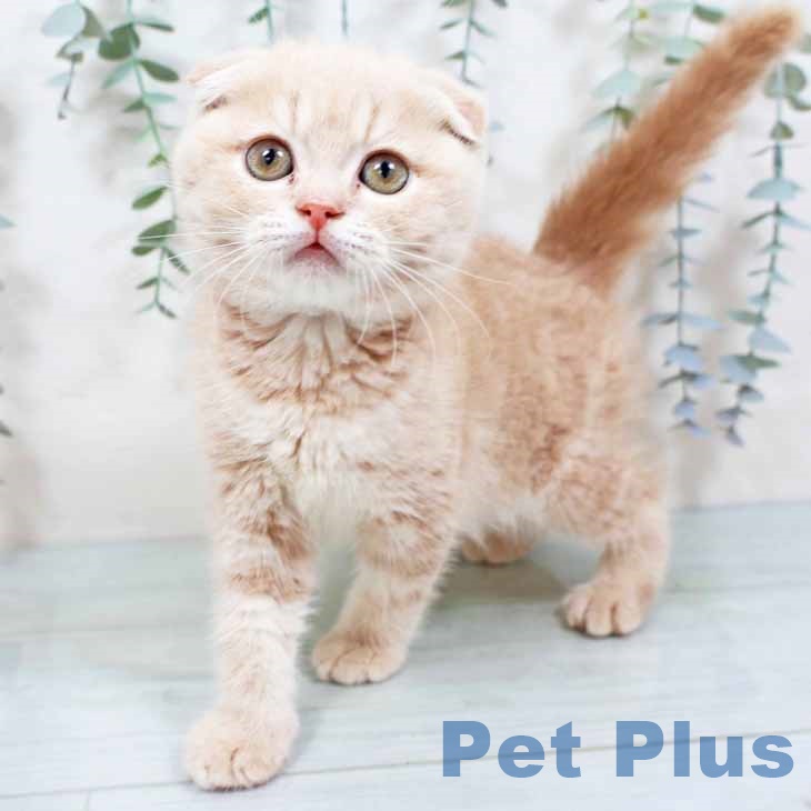 スコティッシュフォールド