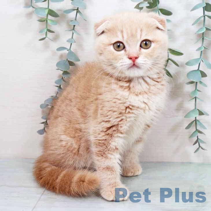 スコティッシュフォールド