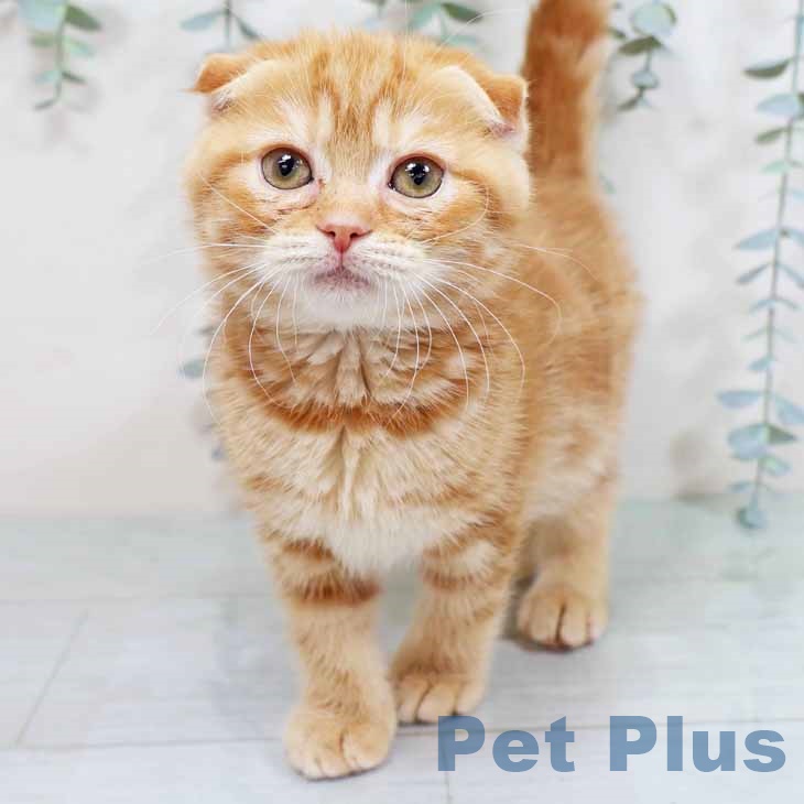 スコティッシュフォールドの写真2