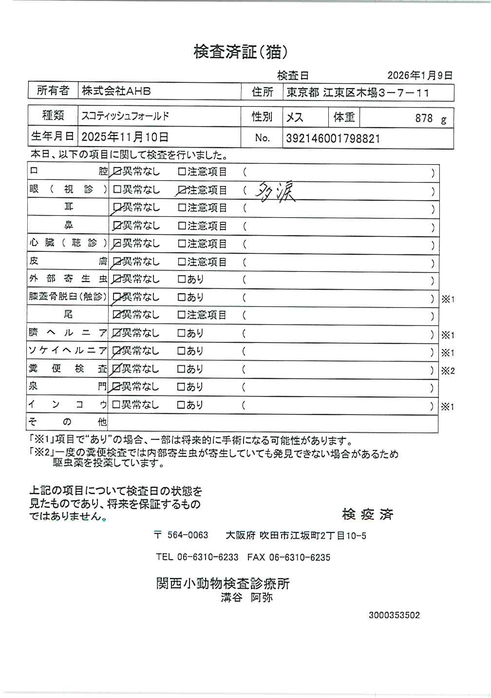 スコティッシュフォールド
