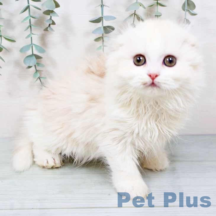 スコティッシュフォールドの写真2