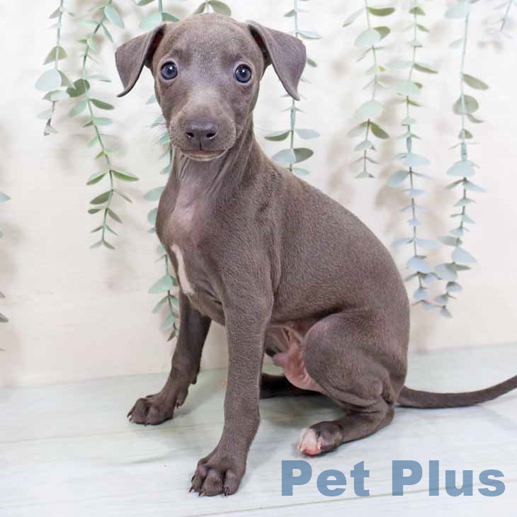 イタリアン・グレーハウンドの写真2