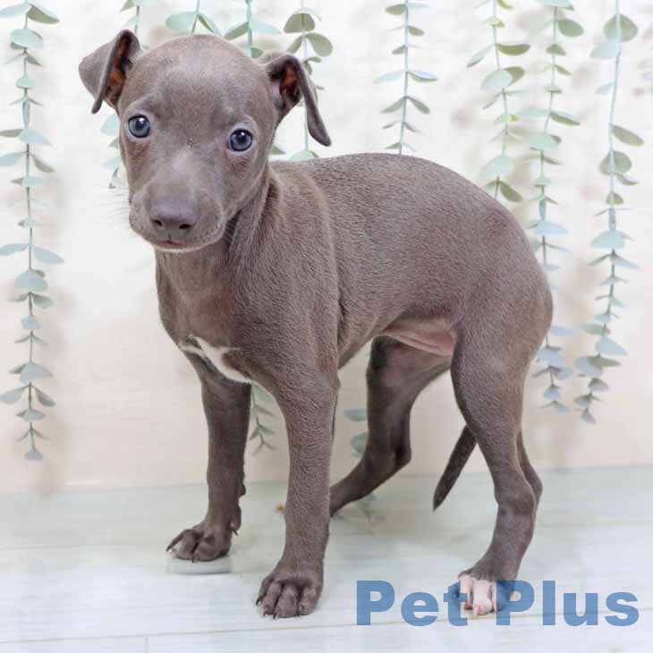 イタリアン・グレーハウンド