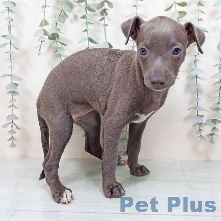 イタリアン・グレーハウンドの写真2