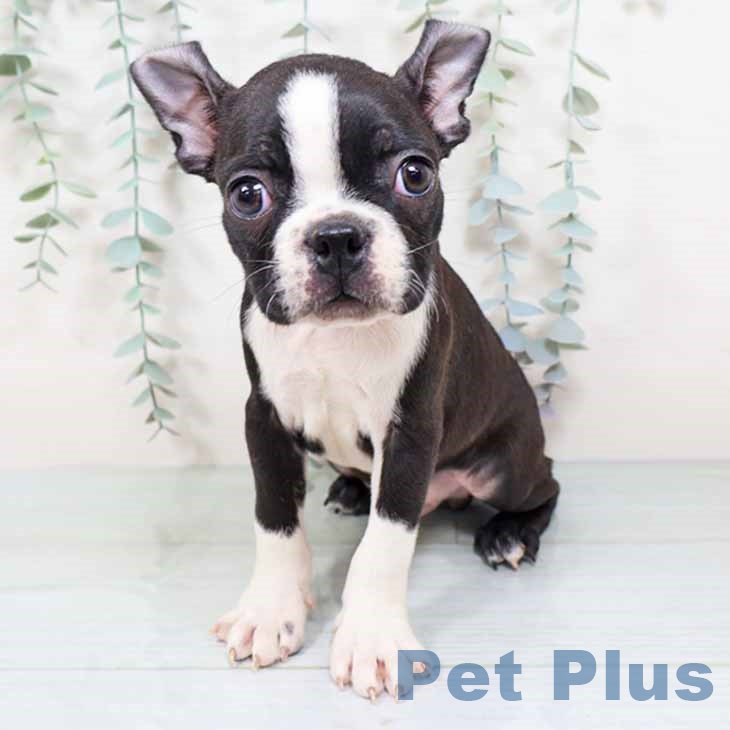 ボストン・テリア