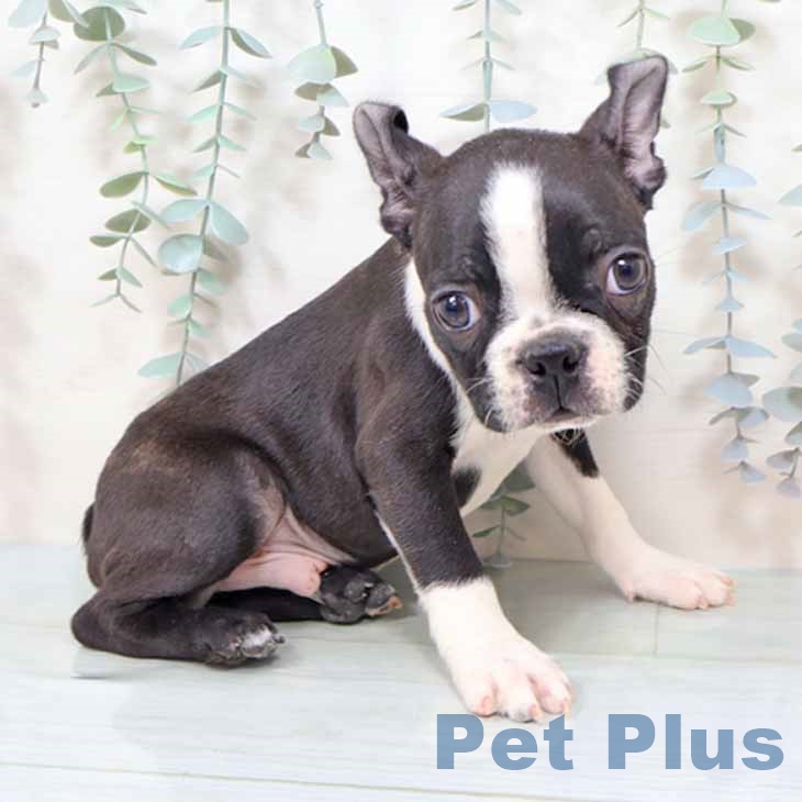 ボストン・テリア