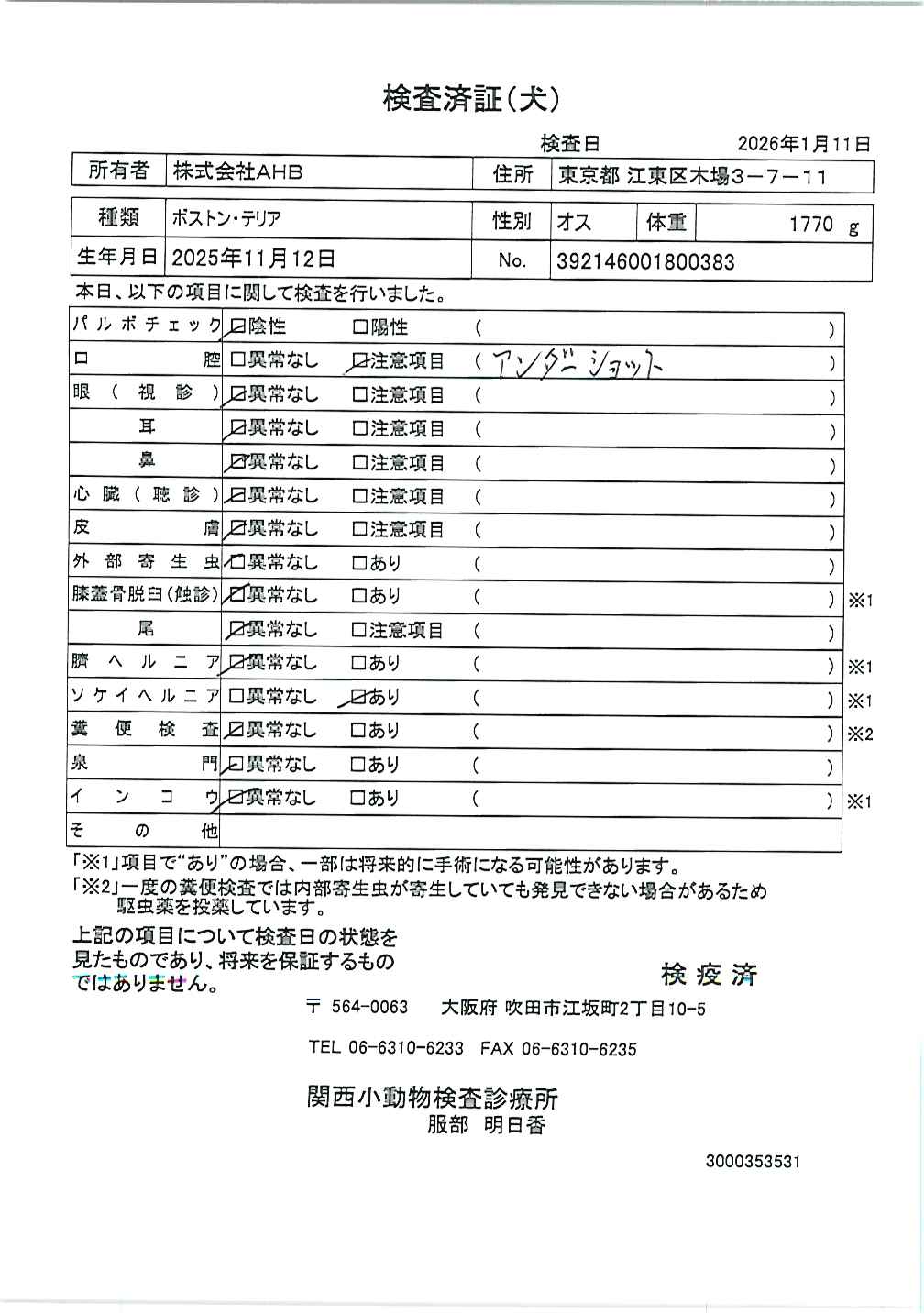 ボストン・テリア