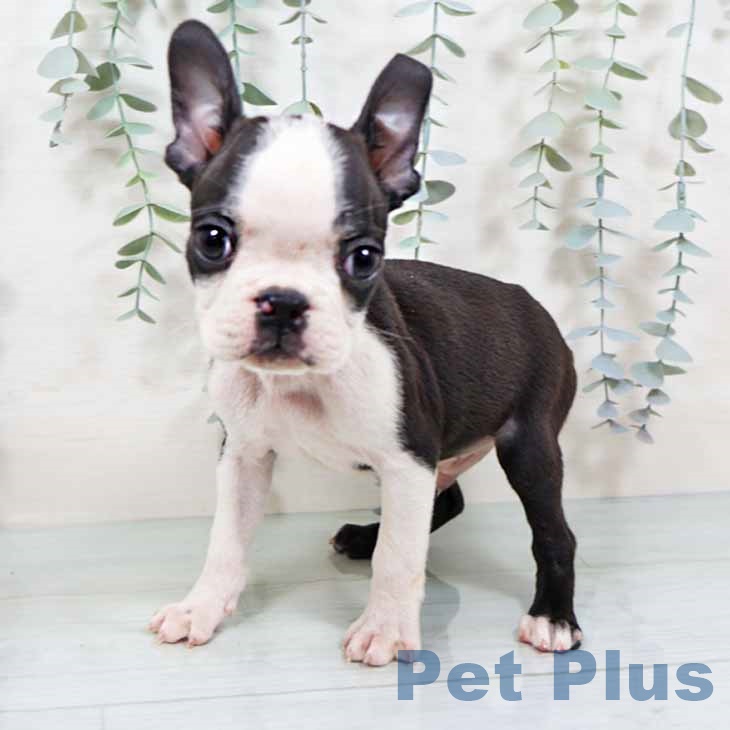 ボストン・テリア