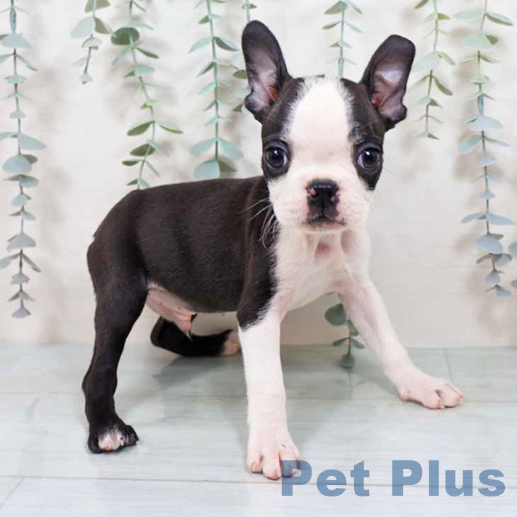 ボストン・テリアの写真2