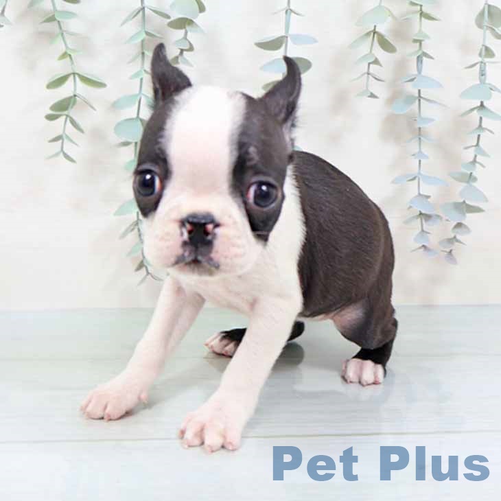 ボストン・テリアの写真2