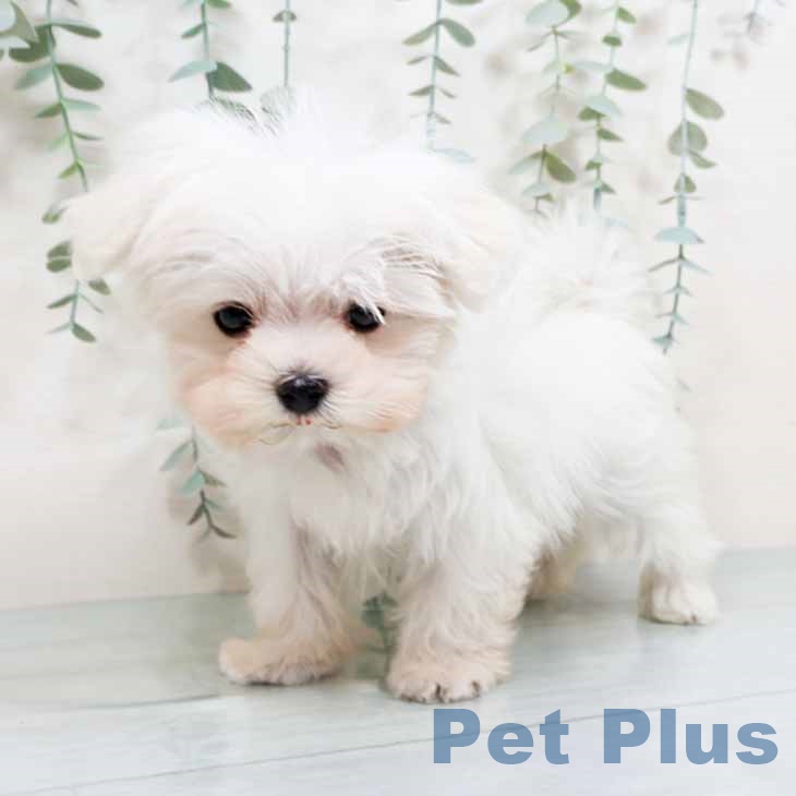 マルチーズの写真2