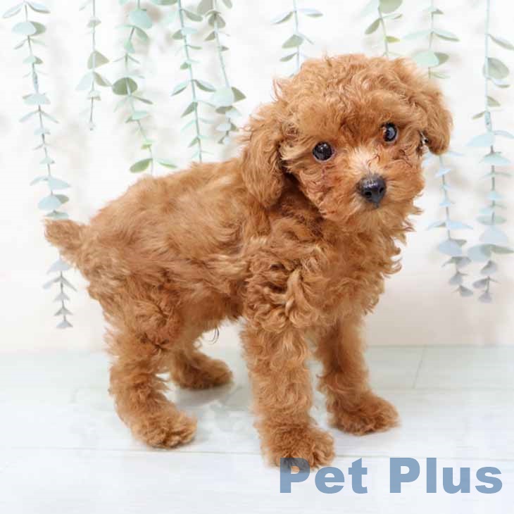 トイ・プードル