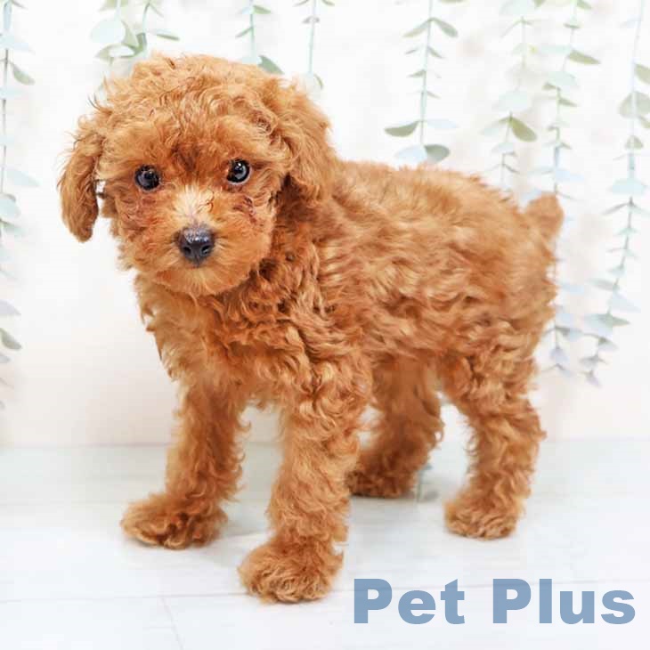 トイ・プードルの写真2