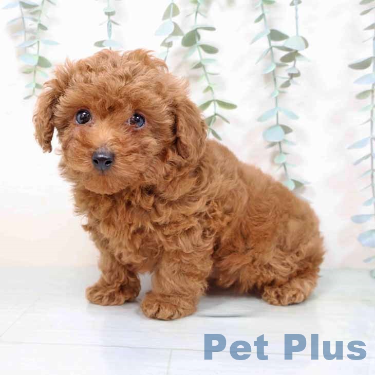 トイ・プードル