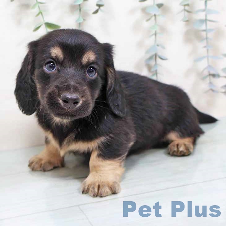 ミニチュア・ダックスフンド