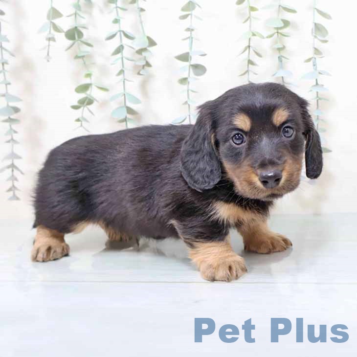 ミニチュア・ダックスフンド