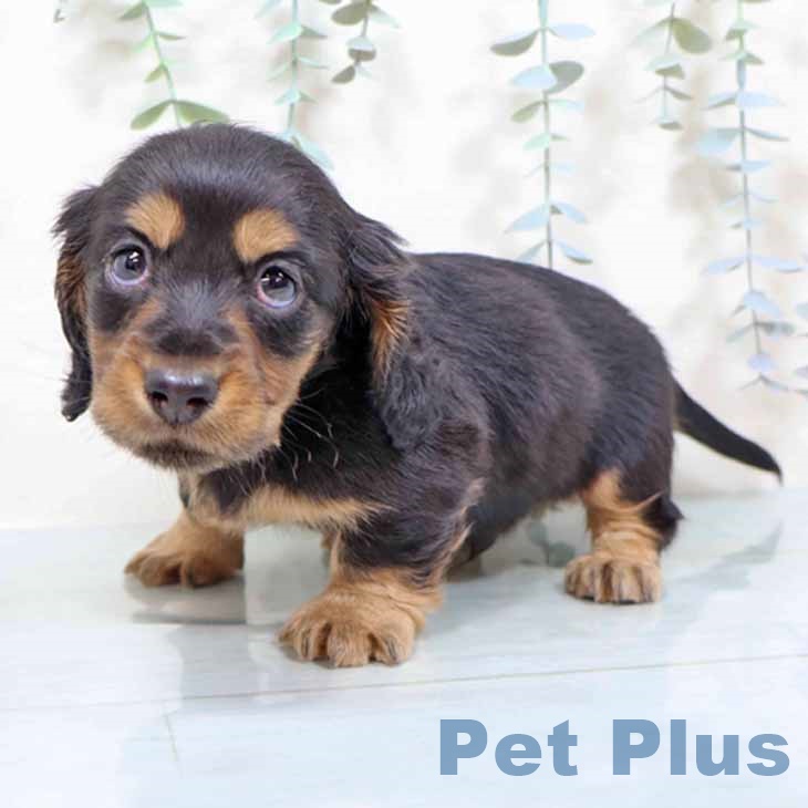 ミニチュア・ダックスフンド