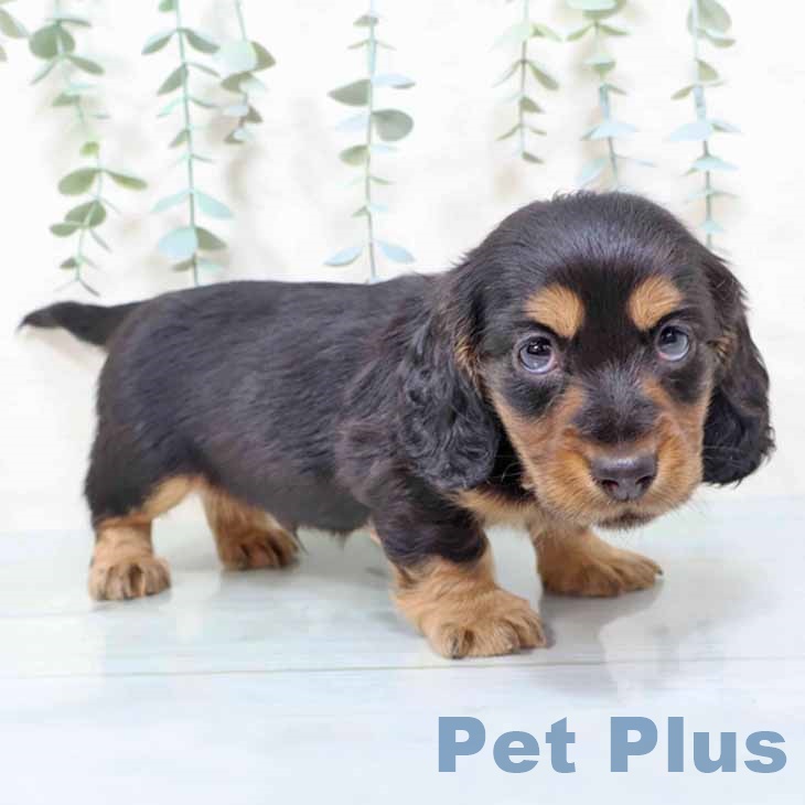 ミニチュア・ダックスフンドの写真2