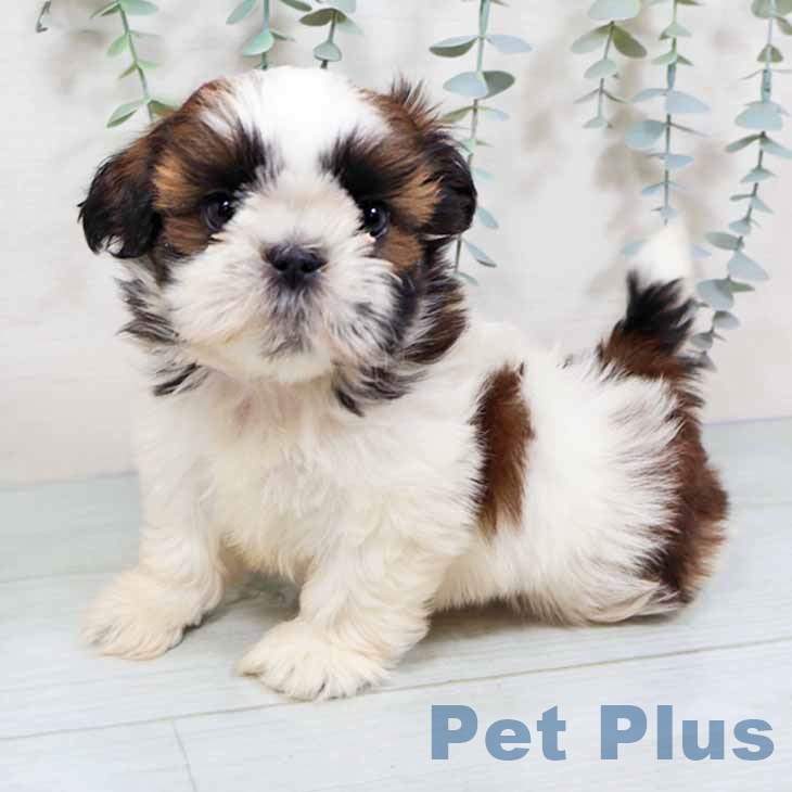 シー・ズーの写真2