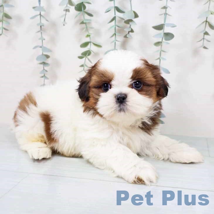 シー・ズーの写真2